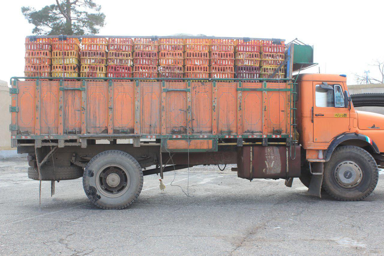 توقیف دو محموله مرغ تخمگذار و گوشتی در سربیشه