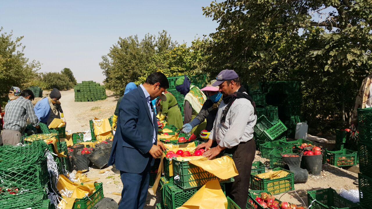 آغاز برداشت انار در شهرستان بجستان