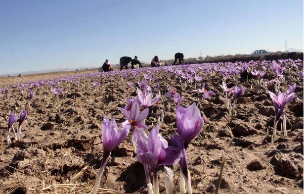 برداشت زعفران از مزارع بخش بایگ تربت حیدریه