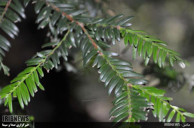 ابلاغ لوح ثبت ۴ اثر طبیعی گلستان در فهرست آثار ملی ابلاغ لوح ثبت ۴ اثر طبیعی گلستان در فهرست آثار ملی