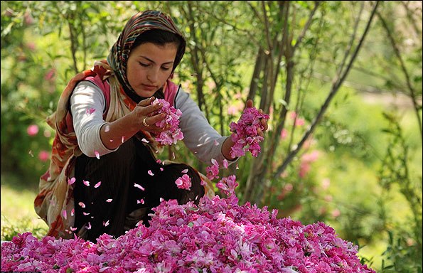 برداشت گل محمدی از گلستان های خوی+فیلم