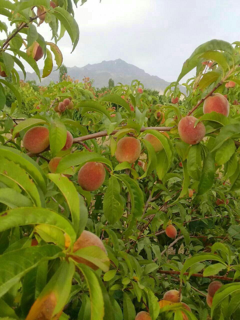 آغاز برداشت خوشرنگترین میوه تابستانه در فت