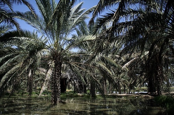 مرکز الگویی افزایش بهره‌وری آب در نخیلات در دشتستان ایجاد شد