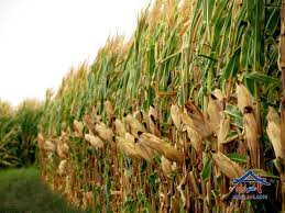 همه محصول ذرت در بورس کالا عرضه می‌شود