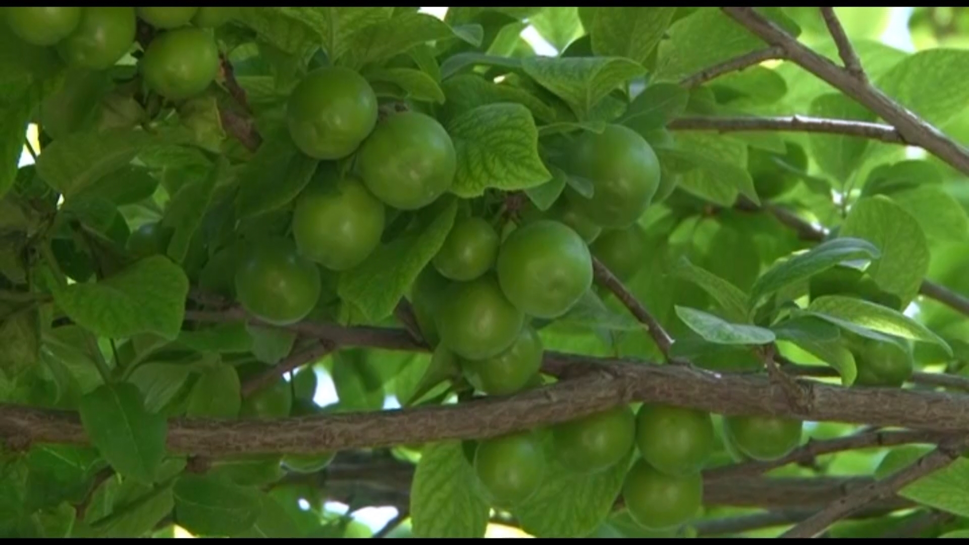 كاشان يكي از مراكز مهم توليد گوجه سبز (آلوچه) كاشان يكي از مراكز مهم توليد گوجه سبز (آلوچه)