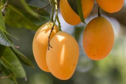 گزارش مکتوب ... هرمزگان کانون تولید شاه میوه گرمسیری