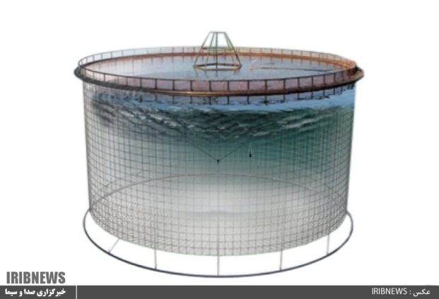 ماهی هایی که به جای تـُنگ و استخر، سر از قفس درآورده اند!