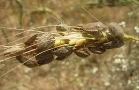 مبارزه با آفت سن گندم و پوره در 137 هزار هکتار اراضی خراسان رضوی