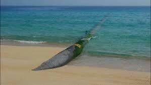 نجات حیات در کرانه شرقی کشوردر انتظار راهبرد مسئولان