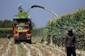 نیشابور رتبه اول خراسان رضوی در تولید ذرت علوفه ای