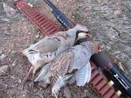 انتشارتصاویرشکار در فضای مجازی ومحکومیت شکارچی متخلف انتشارتصاویرشکار در فضای مجازی ومحکومیت شکارچی متخلف