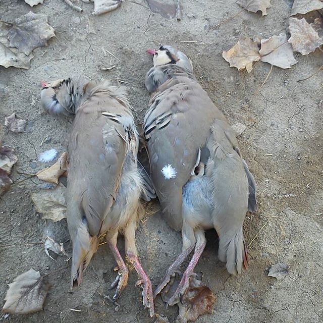 دستگیری ۳ شکارچی متخلف در شهرستان سرایان دستگیری ۳ شکارچی متخلف در شهرستان سرایان