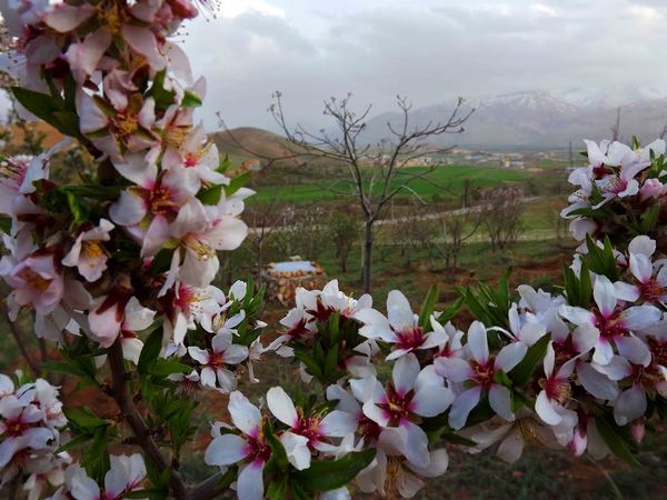 هشدار درباره خطر سرمازدگی شکوفه‌های بادام