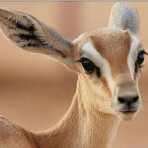 خطر انقراض 33 گونه جانوری در خراسان رضوی