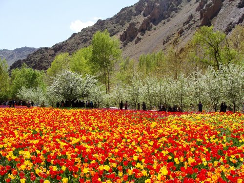 آغاز جشنواره لاله ها در گچسر البرز