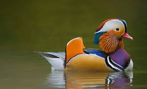 در معرض خطر بودن گونه هایی از پرندگان و پستانداران