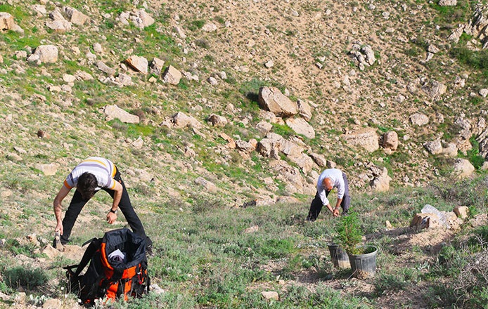 کاشت نهال ارس در ارتفاعات مهدیشهر