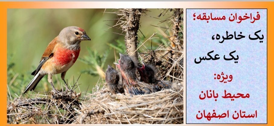 اعلام فراخوان مسابقه یک خاطره