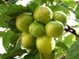 آغاز برداشت گوجه سبز و آلو در خراسان جنوبی