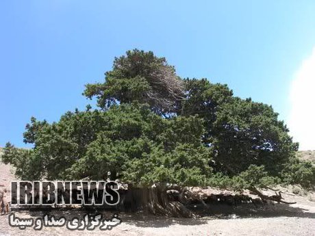 مبارزه با آفت ارس واش در 700 هکتار از اراضی ملی استان مبارزه با آفت ارس واش در 700 هکتار از اراضی ملی استان