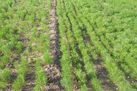 خسارت&nbsp;بیش از 400 هکتار از مزارع زیره شهرستان بردسکن