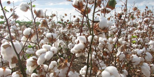 رونق کشاورزی در دشت جگین جاسک رونق کشاورزی در دشت جگین جاسک