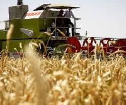 آغاز برداشت جو از مزارع شهرستان ساوه آغاز برداشت جو از مزارع شهرستان ساوه