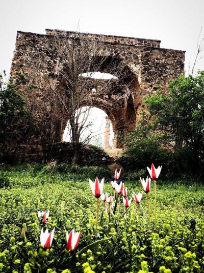 اردیبهشت، بهشت آلاله ها و شقایق ها در نطنز اردیبهشت، بهشت آلاله ها و شقایق ها در نطنز