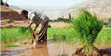 صدور مجوز تامین آب کشت شلتوک در شمال خوزستان