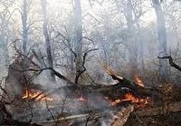 شهروندان از روشن کردن آتش در فضاهای سبز خودداری کنند