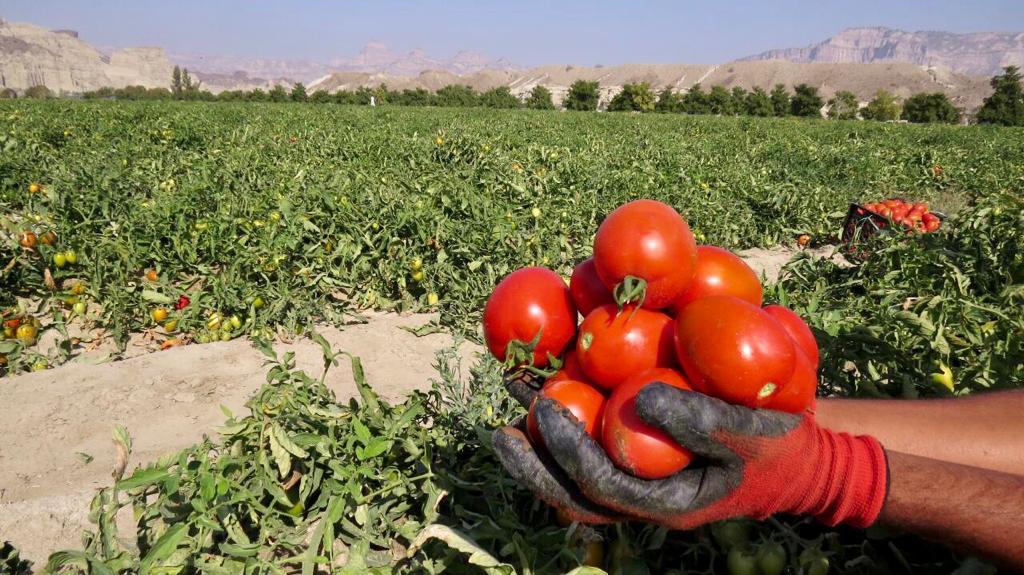 برداشت ۸ هزار تن گوجه‌ فرنگی از مزارع شهرستان تفتان