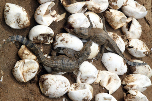 معرفی گاندو یا تمساح پوزه کوتاه