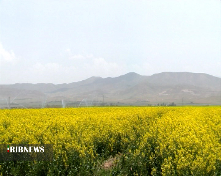 آغاز کشت کلزا در مزارع چهارمحال و بختیاری + فیلم