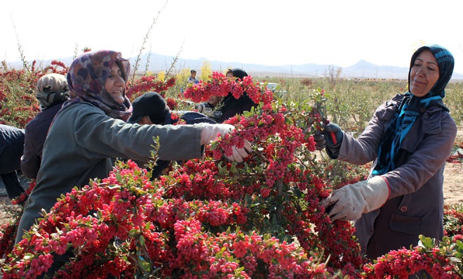 خریداری 270 تن زرشک پارسالی از کشاورزان