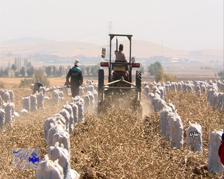 برداشت سیب زمینی از مزارع شازند برداشت سیب زمینی از مزارع شازند