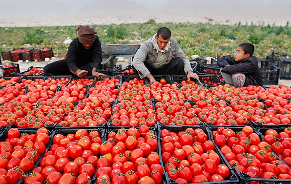 پیش بینی برداشت ۱۴۳ هزار تن گوجه فرنگی از مزارع ارومیه