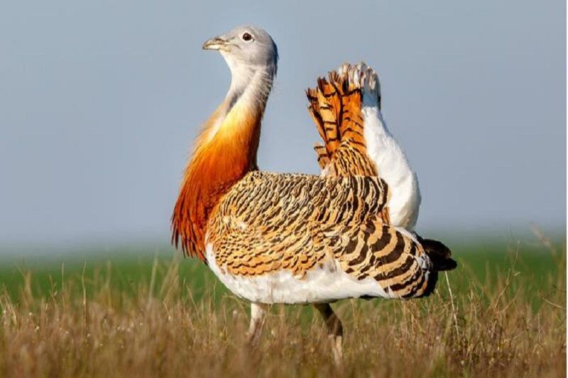 خطر انقراض میش مرغ