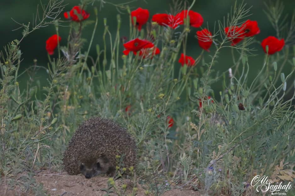 ثبت دو گونه جدید حیوان در استان همدان