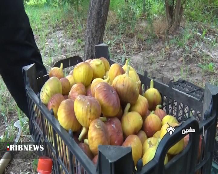 آغاز برداشت میوه انجیر از باغات