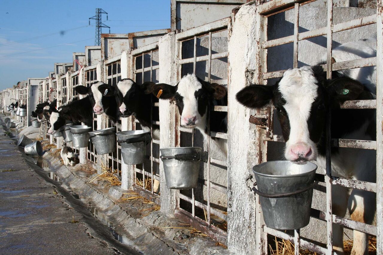 برگزاری دوره آموزشی خوراک دام برای دامداران استان اردبیل برگزاری دوره آموزشی خوراک دام برای دامداران استان اردبیل