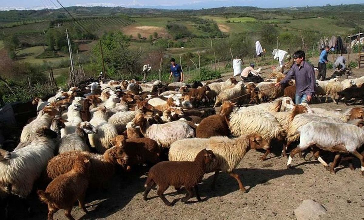 ثبت نام طرح تولید قراردادی گوشت قرمز دام سبک عشایر