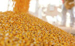 ادامه واردات نهادههای دامی از طریق بندرامام به کشور ادامه واردات نهادههای دامی از طریق بندرامام به کشور