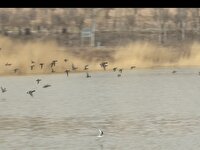 سرشماری پرندگان مهاجر آبزی و کنار آبزی استان اردبیل آغاز شد