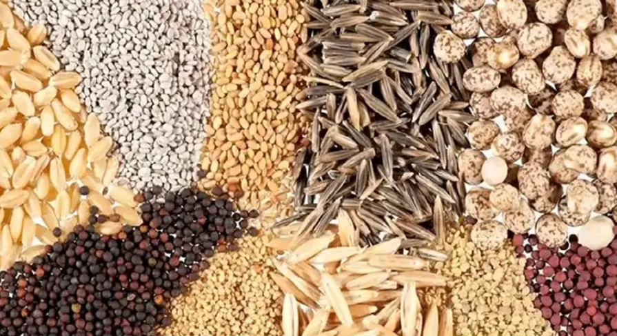 توزیع ۳۰۷ تن انواع نهادههای دامی میان دامداران رامشیر توزیع ۳۰۷ تن انواع نهادههای دامی میان دامداران رامشیر