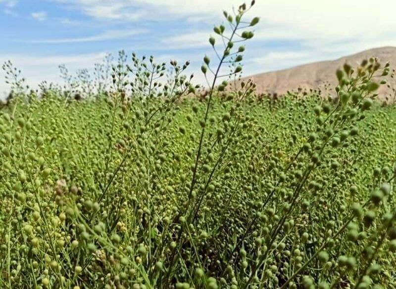 آغاز برداشت کاملینا در خراسان شمالی