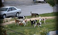 جولان سگ های ولگرد در شهر دزفول