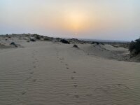 تثبیت اراضی، کلید راهگشای مهار گرد و غبار در استان بوشهر