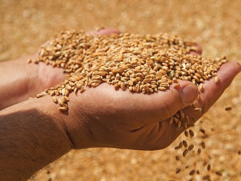 کشف بیش از ۲ تن خوراک دام قاچاق در آشخانه کشف بیش از ۲ تن خوراک دام قاچاق در آشخانه