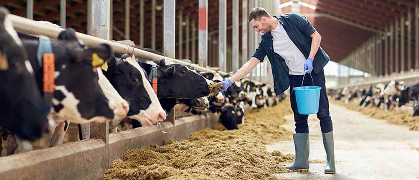 تولید خوراک دام و طیور از ترکیبات نفتی به‌دست دانش‌بنیان‌ها