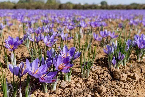 آغاز برداشت طلای سرخ در شهرستان خواف